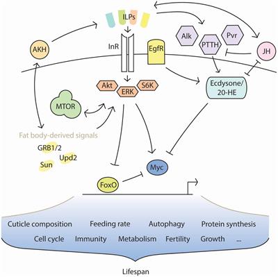 Endocrine Regulation of Lifespan in Insect Diapause